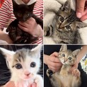 猫の預かりボランティアさん募集