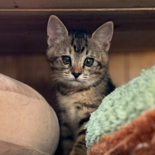 ヒマラヤン フワフワな毛」東京都 - 猫の里親募集(508989