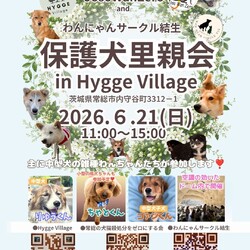 保護犬里親会（屋内なので雨でも開催）