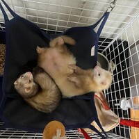 ショコラとレックス
