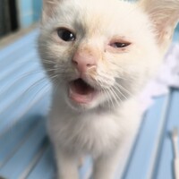 きなこ