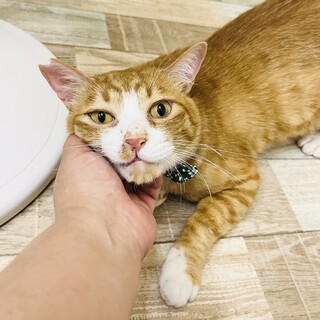 ヒマラヤン フワフワな毛」東京都 - 猫の里親募集(508989