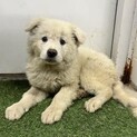 ※優先期間内にお迎え下さい　6月25日迄