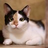 ツンデレお嬢様ミラちゃん