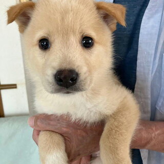 生後二ヶ月弱・健康オス子犬