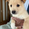 生後二ヶ月弱・健康オス子犬 サムネイル2