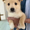 生後二ヶ月弱・健康オス子犬 サムネイル3