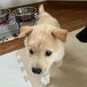 生後二ヶ月弱・健康オス子犬 サムネイル4