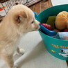 生後二ヶ月弱・健康オス子犬 サムネイル5