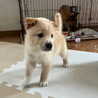 生後二ヶ月弱・健康オス子犬 サムネイル6
