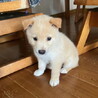 生後二ヶ月弱・健康オス子犬 サムネイル7