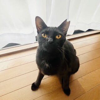 感情がしっぽに出る可愛いお転婆娘！【姫路市】