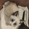 ラグドール風な　ラグ君 サムネイル1