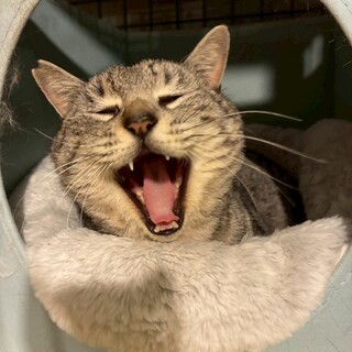 甘えん坊で独占欲強め♡とってもかわいいキジオくん