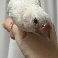黒ごまアイス