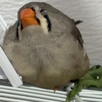 ゴエモンブラン