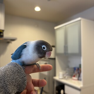 ボタンインコ3歳メス 里親様決まりました。