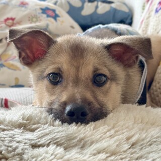 【家族が決まりました】赤ちゃんで保護されました♂