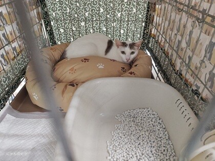にゃんのヒゲ」保護ニャ」（チーム にゃんのヒゲ 猫SOSのイベント
