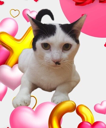 にゃんのヒゲ」保護ニャ」（チーム にゃんのヒゲ 猫SOSのイベント
