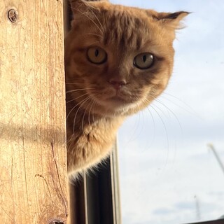 もなかちゃん　美猫