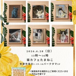 子猫の譲渡会in多摩センター