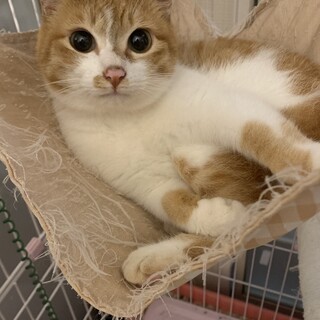 女の子猫