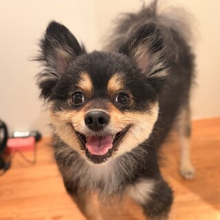 2歳半のポメラニアン