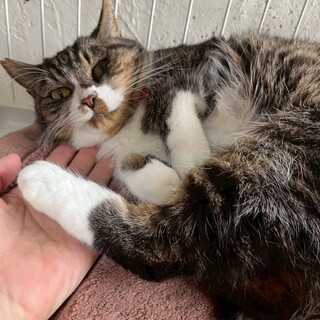 初心者でも安心！おとなしいネネちゃん