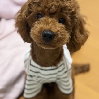 トイプードル1歳男の子