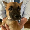 元気いっぱい小ぶり予想のメス子犬 サムネイル7