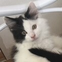 ふわふわ半長毛♡えまちゃん