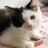 ふわふわ半長毛♡えまちゃん