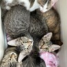 保護おチビ〜ず
