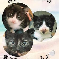 あにこり猫の里親会 サムネイル2