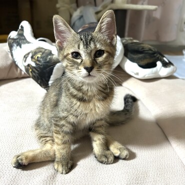 ポテト