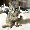 ポテト