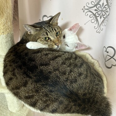 デカビ