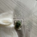 カエルさんの里親をさがしています。