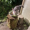 プン