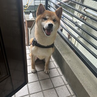 柴犬里親募集