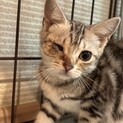 【譲渡会参加】アメショ 子猫