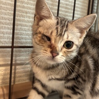 【譲渡会参加】アメショ 子猫
