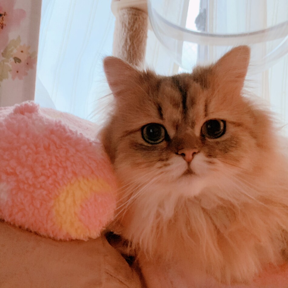 シナモンのカバー写真