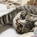 2か月半 サバトラ白い靴下を履いた男の子 