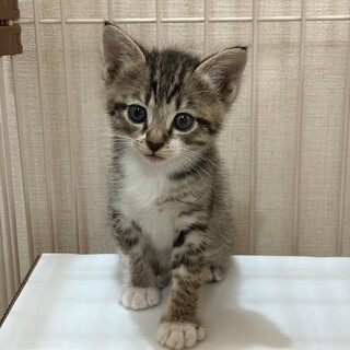 キジトラ男の子