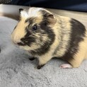 サテンクレスデッドモルモット男の子 1歳8ヶ月