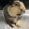 サテンクレスデッドモルモット男の子 1歳8ヶ月 サムネイル2
