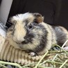 サテンクレスデッドモルモット男の子 1歳8ヶ月 サムネイル3