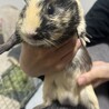 サテンクレスデッドモルモット男の子 1歳8ヶ月 サムネイル4